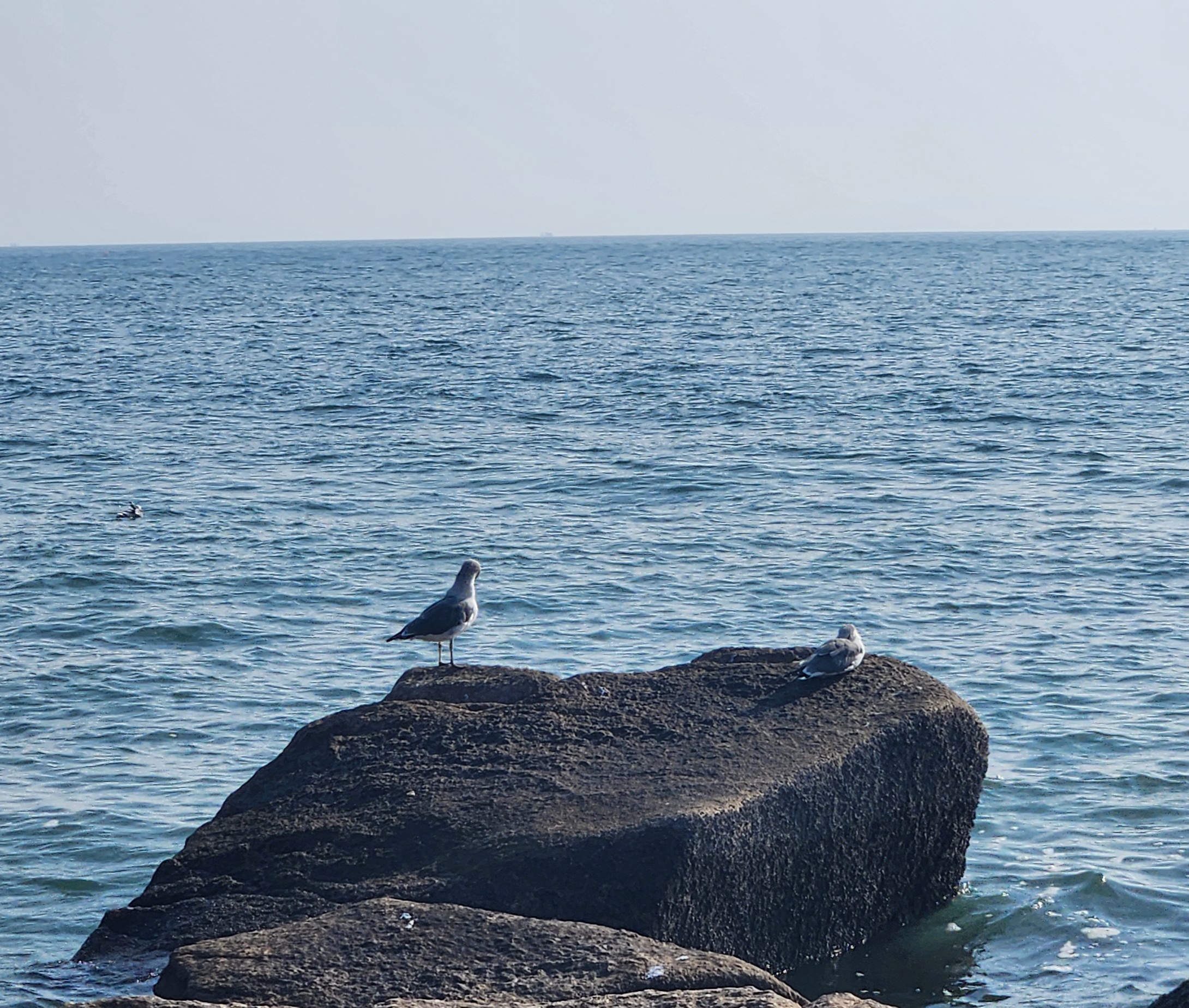 K-Culture Center Ocean Seagulls Header Background